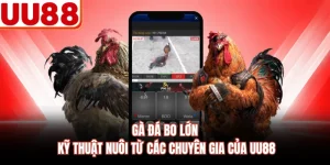Gà Đá Bo Lớn - Kỹ Thuật Nuôi Từ Các Chuyên Gia Của UU88