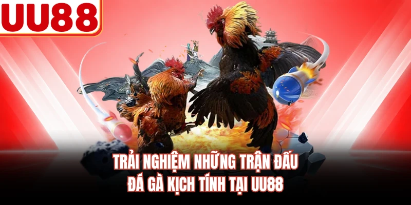 Trải nghiệm những trận đấu đá gà kịch tính tại UU88 